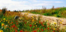 Sommarblommor på Gotland