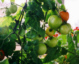 Tomatodling på balkongen